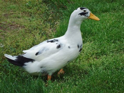 Mallard Ducks. Rated 5.00 out of 5. As low as: $7.65 View Product. Showing 1–12 of 22 results. Shopping for ducks? Cackle Hatchery® offers a variety of competitive priced duck breeds for sale (ducklings). We have egg laying ducks, pet ducks, rare duck breeds, skinny ducks, fat ducks, racing ducks and meat ducks all raised from high quality ...